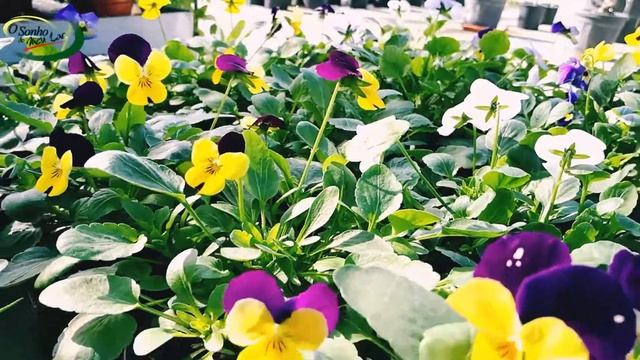 Viola Cornuta (miudinho) смотреть онлайн