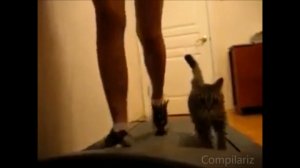 =^.^= Суперподборка котиков на беговой дорожке