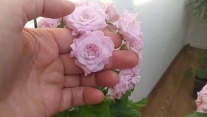 Пеларгония Rococo