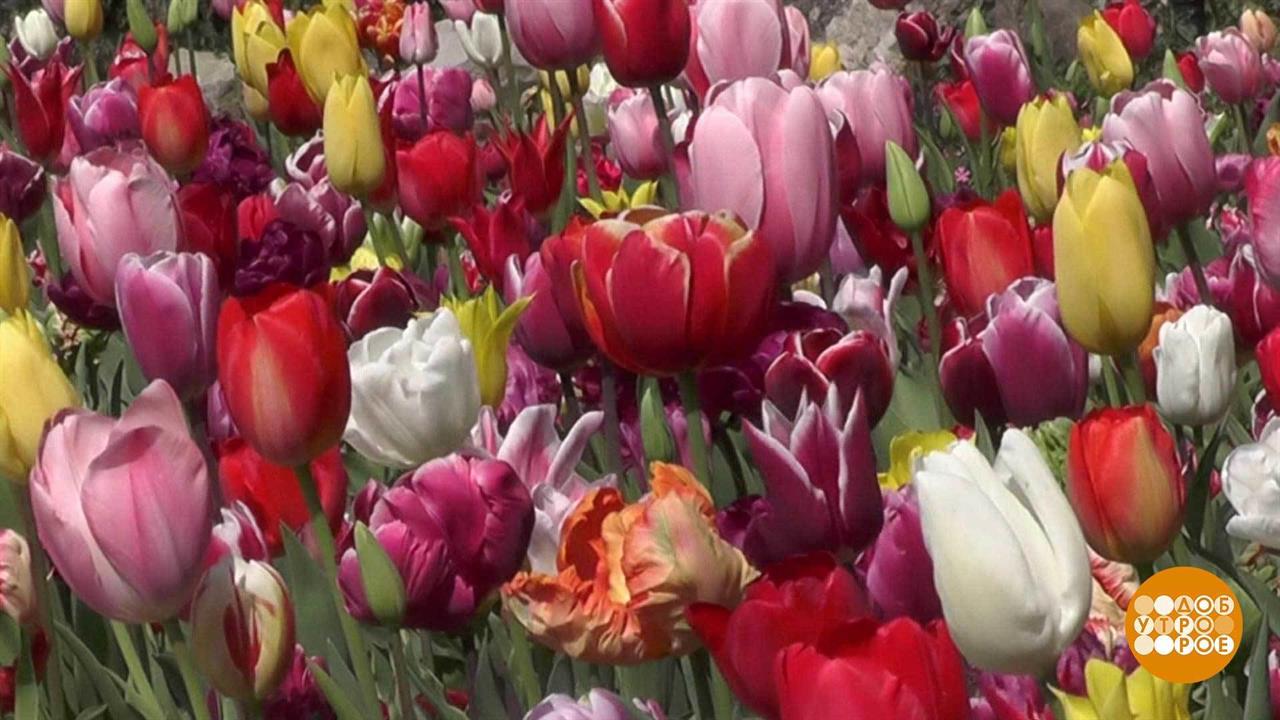 Целое море... тюльпанов. Доброе утро. Фрагмент выпуска от 16.04.2020