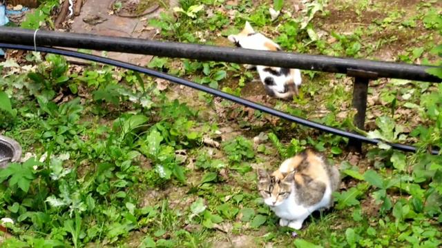 В этом году чистая капуста, чем я опрыскивала?Кошка привела мне показать котенка.. смотреть онлайн