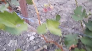 ГФ Винограда ФАНТОМ (Калугин В.М.). 27.08.2023г.