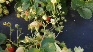 Собираем клубнику . Сорт Крапо 10