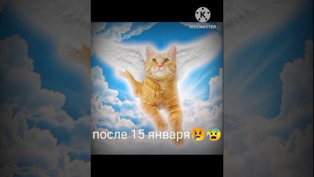 помянем симбочку младшего...😥🥀😢 #рекомендации #симба #симбаживи #симбамладший @simb