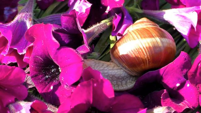 Cute pet / garden snails: flowers of magenta petunia (Schnecke, escargot, カタツムリ, улитка)
