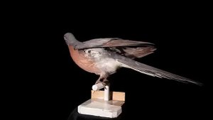 Странствующий голубь