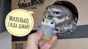 Вручила (вклювила) сычу Лучику маленький милый подарочек от маленькой подписчицы