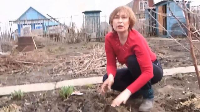 Посадка редиса и петрушки.Мой простой способ посадки зелени. смотреть онлайн