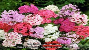 Флоксы: посадка и уход в открытом грунте