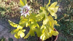 Когда плодоносит пассифлора. Эдулис, сорт Роланд