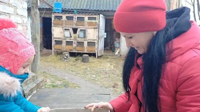 КРОЛИКИ//ПОПОЛНЕНИЕ НАШЕГО ХОЗЯЙСТВА//ОБНОВЛЕНИЕ КРОВИ смотреть онлайн