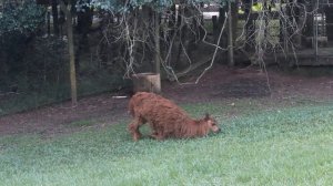 TOUR ZOOLÓGICO DE CURITIBA PARANÁ BRASIL