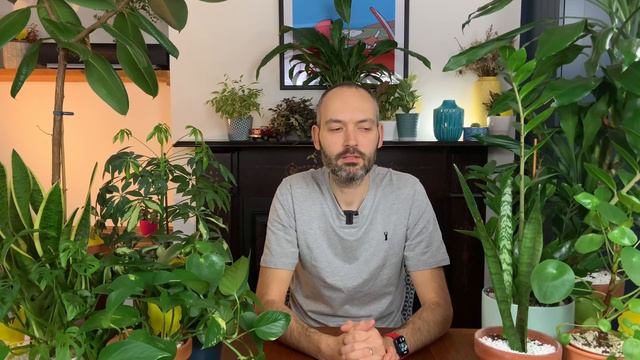 9 Low Light Houseplants For Any Dark Space