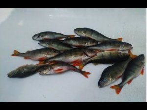 Таватуй 12.04.22