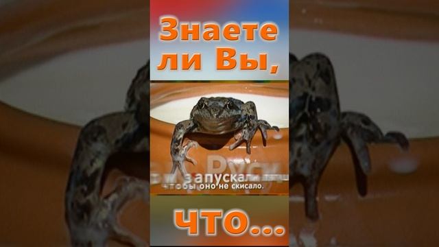 Знаете ли Вы, Что? Лягушка