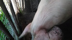 Деликатес, французы нервно курят.