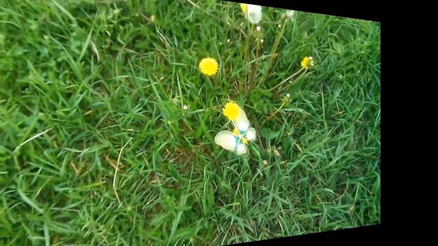 Поздравление выпускников-2017 классными руководителями. смотреть онлайн