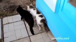 Забавная парочка - черная кошка и белый кот.