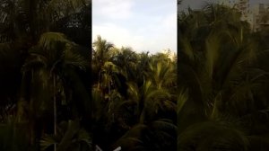 Какие пальма растут в Бангладеше