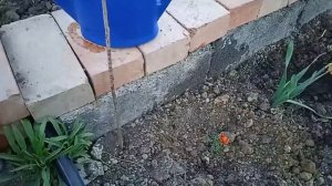 Сажаем бархатцы в грунт?