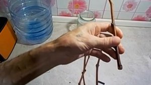 Размножение винограда черенками. Для начинающих.