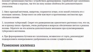 Ваточник фото Посадка и уход в открытом грунте