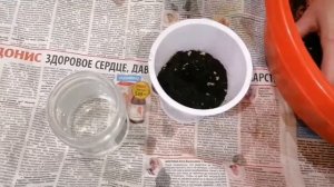 Пересадка фуксии в домашних условиях