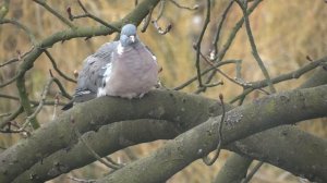 Pigeon, with Bach accompaniment (Partita No. 2 for solo violin BWV 1004 Ciaconna)