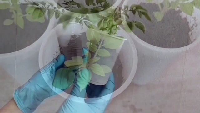 ТЗИМБАЛО ВЫРАЩИВАНИЕ * СТОИТ ЛИ? смотреть онлайн