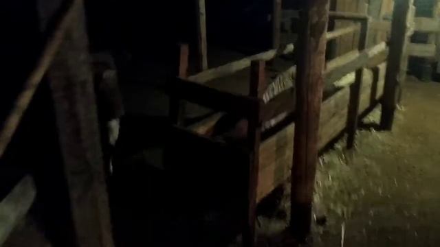 В сарае у коз зимой.....козлы воюют... смотреть онлайн