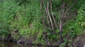 Нельма и воблер и вертушка и спиннинг.