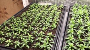 Укоренённые черенки Калибрахоа под светодиодными модулями Osram. Посадка 06.03.2024. Съёмка 01.04.24