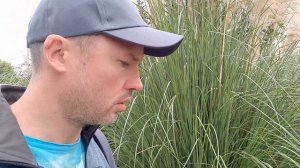 Опасны ли осоки? Пампасная трава.