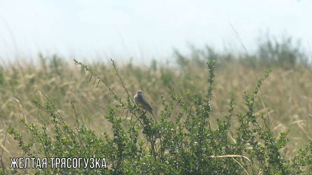 Жёлтая трясогузка