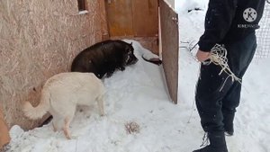 Как  мы кабана усыпляли для перевозки.Ржака😂😆🤣