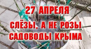27 апреля. Распаковка посылки от Садоводов Крыма. Слезы а не розы.