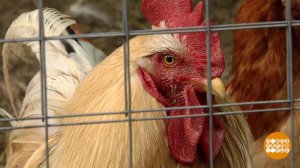 Курятник на даче - можно или нет? Доброе утро. Фрагмент выпуска от 21.09.2021