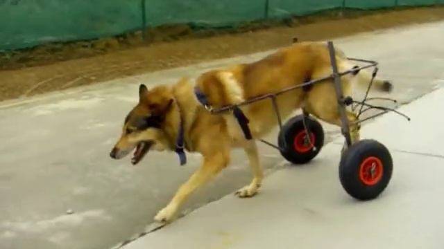 Паралич задних конечностей у собаки, коляски для собак - фото собак смотреть онлайн