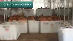 1 Канал, "Среда обитания" , 18.01.12 Не мясом единым