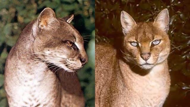 АФРИКАНСКАЯ ЗОЛОТАЯ КОШКА