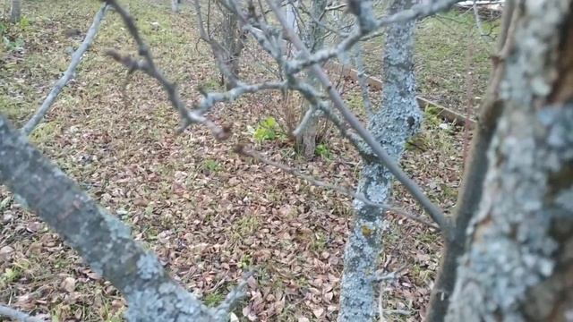Лишайники на плодовых деревьях.Надо ли бороться с лишайниками?