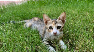 Забавные котята и ёжик. Отель "Marti Myra 5*", Кемер, Турция.