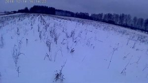 оз пшеница посев в сидерат 14 12 18