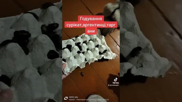 Живий корм для суріката,аргентинський тарган смотреть онлайн