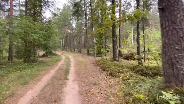 Лес Беларуси 2021 смотреть онлайн