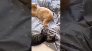 Как две кошки подружились за 7 дней