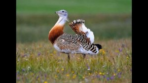 Дрофа/ Исчезающая птица в дикой природе