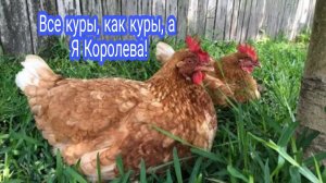 Стоит или не стоит заводить эту породу кур. Решать Вам!