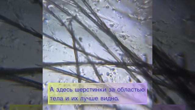Гусеницы бабочек под микроскопом. Как смотреть живых насекомых в фолдскопе.