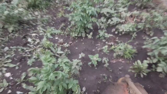 Прополка КАРТОШКИ Самый Простой и Быстрый Способ. Сотка за 10 минут.
